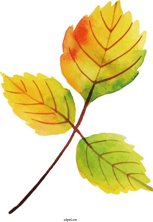 Free Nature Plant Stem Leaf Petal For Leaf Clipart Transparent Background