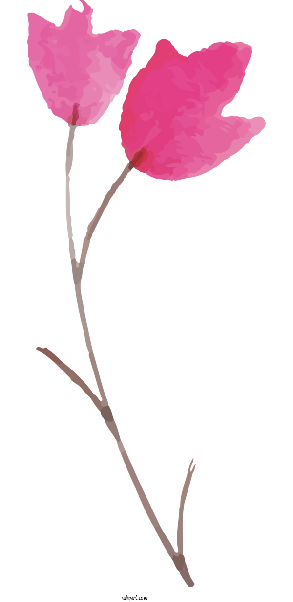 Free Nature Rose Family Plant Stem Leaf For Leaf Clipart Transparent Background
