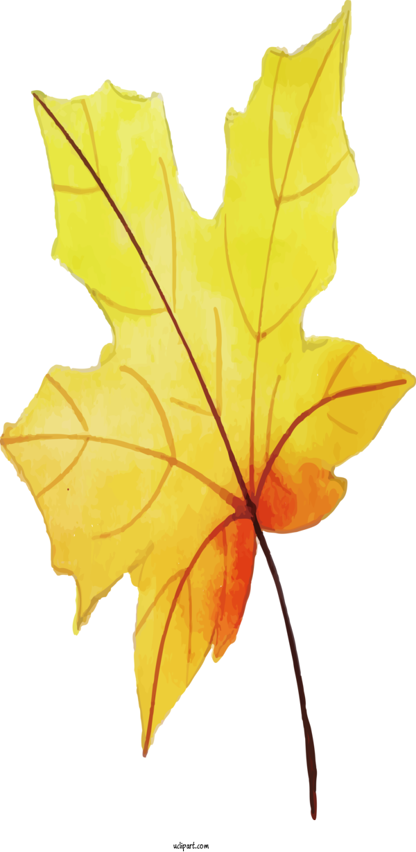 Free Nature Maple Leaf Leaf Symmetry For Leaf Clipart Transparent Background