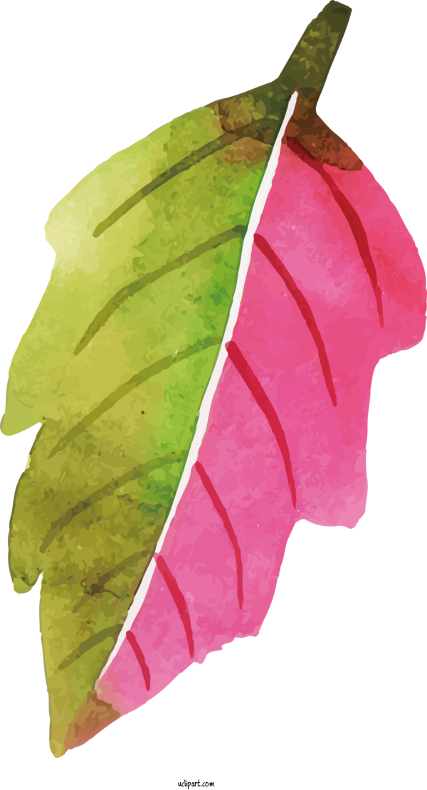 Free Nature Leaf Petal Fruit For Leaf Clipart Transparent Background