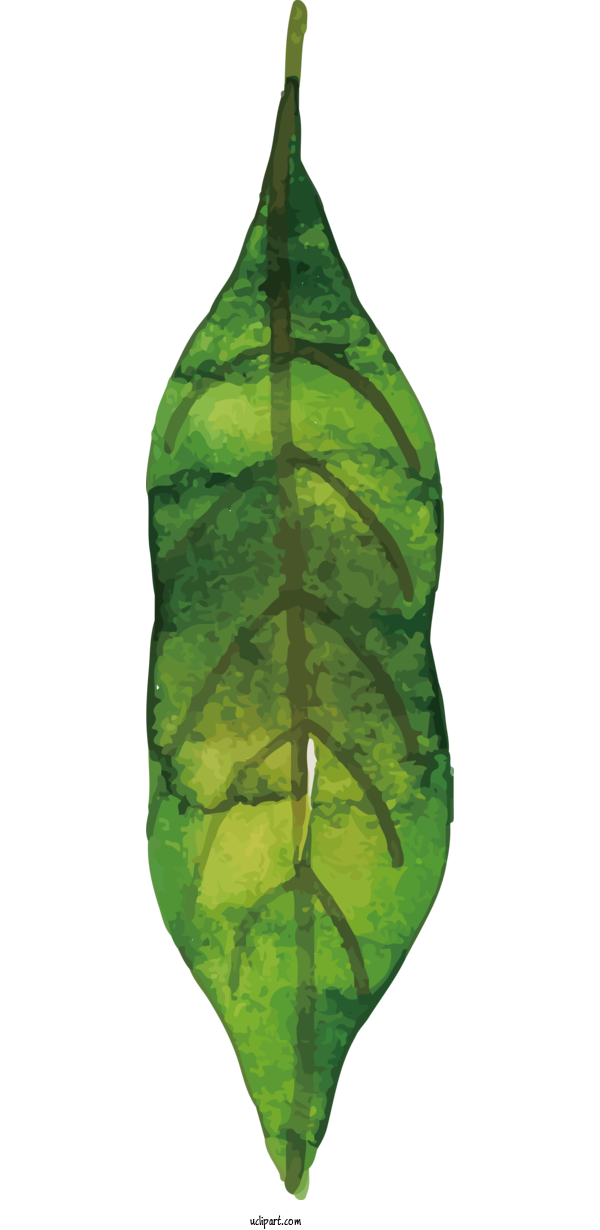 Free Nature Plant Pathology Leaf Pathology For Leaf Clipart Transparent Background