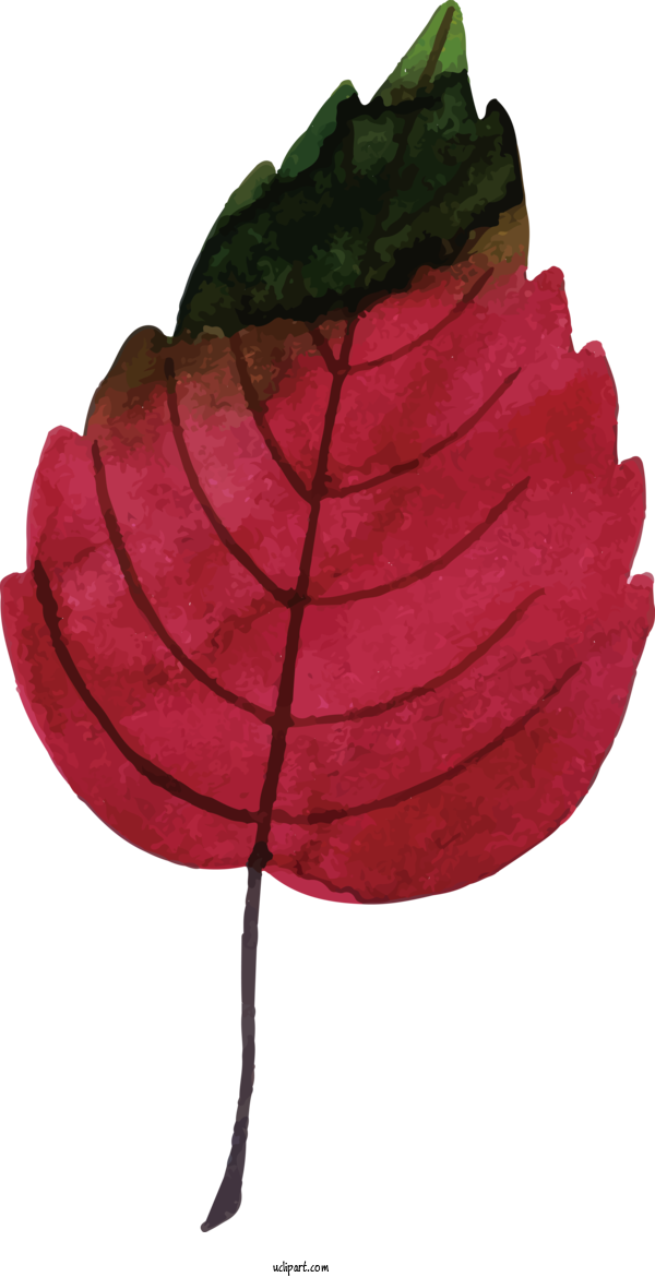 Free Nature Plant Stem Leaf Petal For Leaf Clipart Transparent Background