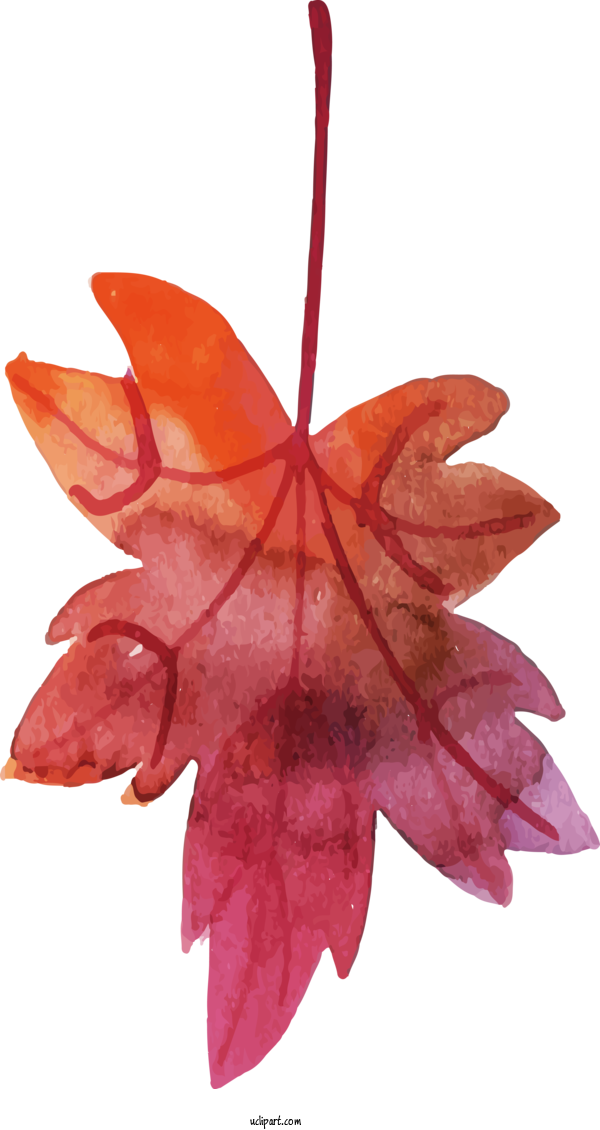 Free Nature Maple Leaf Leaf Petal For Leaf Clipart Transparent Background