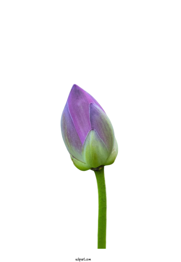 Free Flowers Tulip Plant Stem Purple For Lotus Flower Clipart Transparent Background