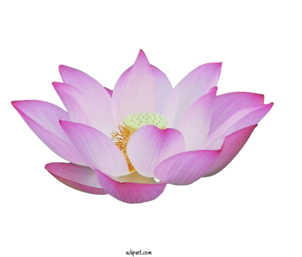 Free Flowers Sacred Lotus Magnolia Family Purple For Lotus Flower Clipart Transparent Background