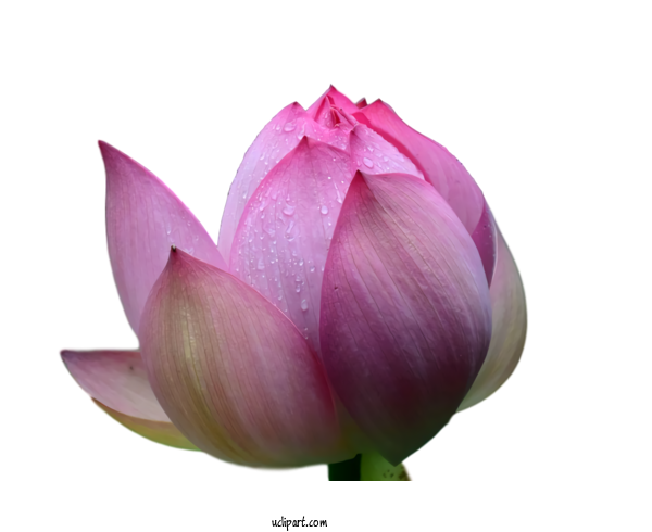Free Flowers Sacred Lotus Plant Stem Purple For Lotus Flower Clipart Transparent Background