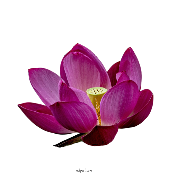 Free Flowers Sacred Lotus Purple Petal For Lotus Flower Clipart Transparent Background
