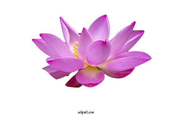Free Flowers Sacred Lotus Computer Herbaceous Plant For Lotus Flower Clipart Transparent Background