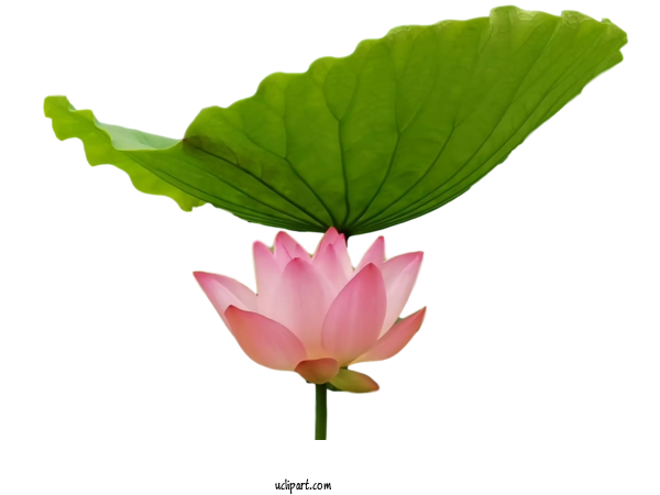 Free Flowers Sacred Lotus Plant Stem Leaf For Lotus Flower Clipart Transparent Background