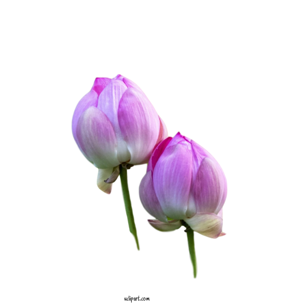 Free Flowers Tulip Plant Stem Cut Flowers For Lotus Flower Clipart Transparent Background
