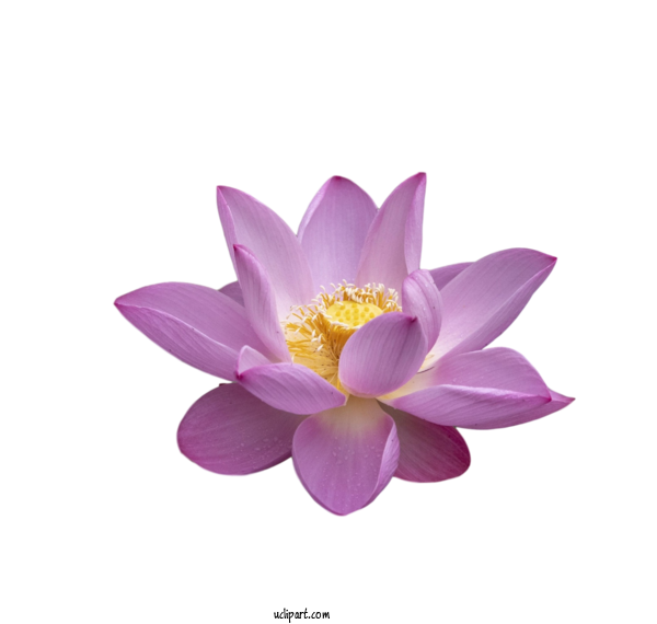 Free Flowers Sacred Lotus Purple Close Up For Lotus Flower Clipart Transparent Background