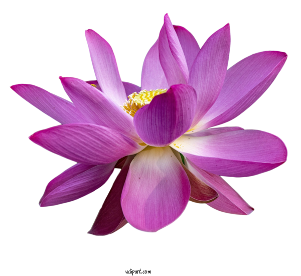 Free Flowers Sacred Lotus Flora Close Up For Lotus Flower Clipart Transparent Background