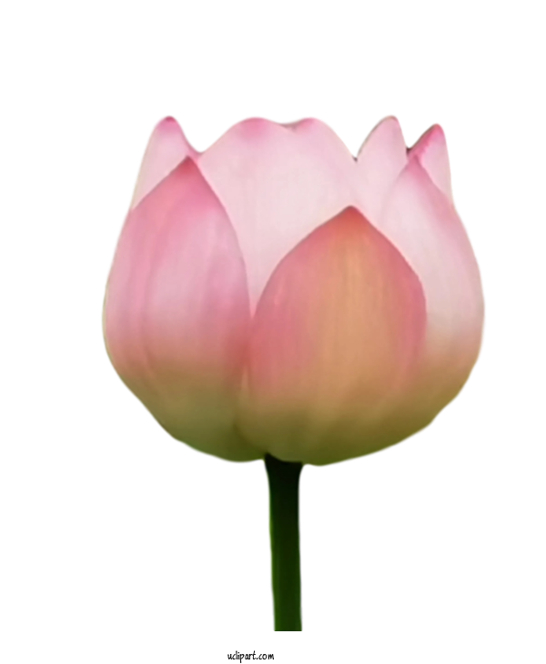 Free Flowers Tulip Plant Stem Proteales For Lotus Flower Clipart Transparent Background