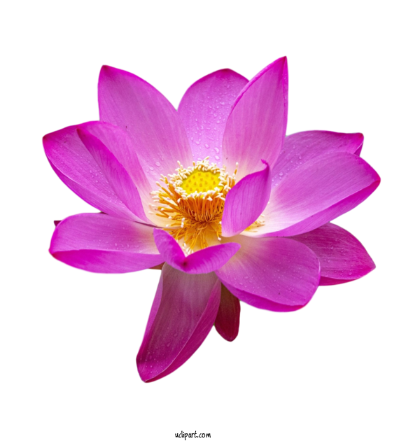 Free Flowers Sacred Lotus Crocus M Purple For Lotus Flower Clipart Transparent Background