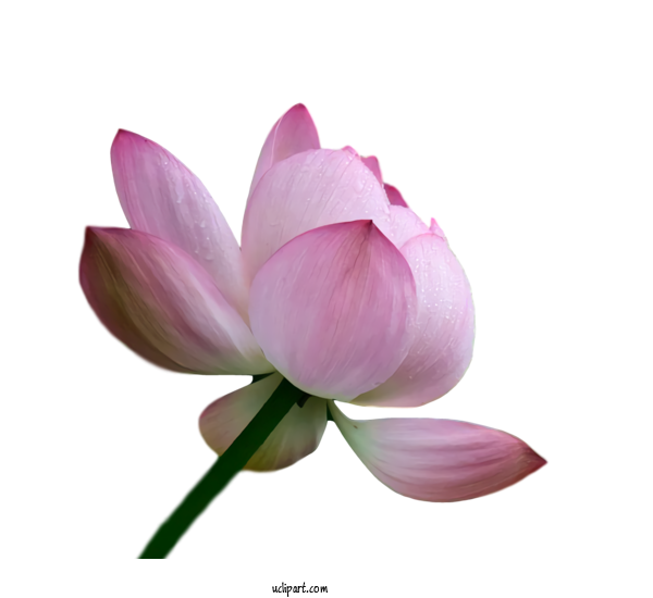 Free Flowers Sacred Lotus Plant Stem Herbaceous Plant For Lotus Flower Clipart Transparent Background
