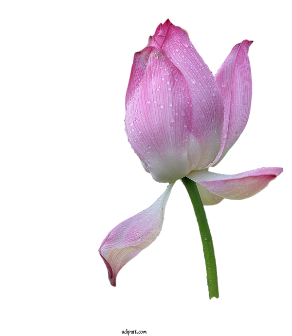 Free Flowers Tulip Plant Stem Cut Flowers For Lotus Flower Clipart Transparent Background