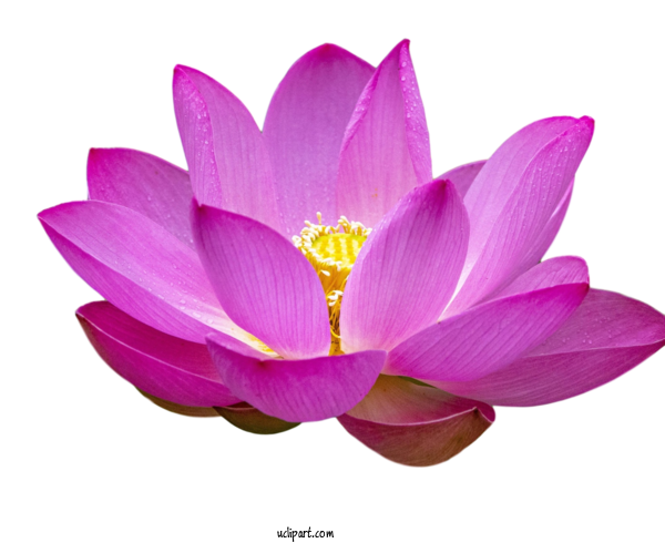 Free Flowers Sacred Lotus Crocus M Herbaceous Plant For Lotus Flower Clipart Transparent Background