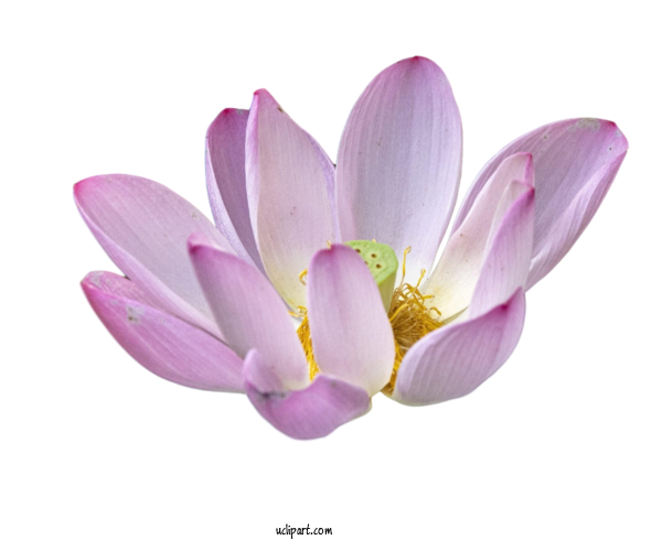 Free Flowers Sacred Lotus Close Up Computer For Lotus Flower Clipart Transparent Background
