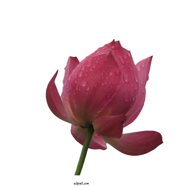 Free Flowers Sacred Lotus Plant Stem Cut Flowers For Lotus Flower Clipart Transparent Background