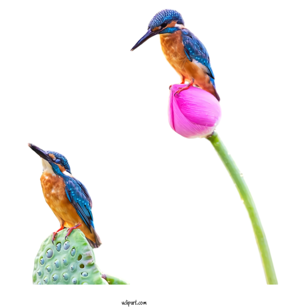 Free Flowers Hummingbirds Purple Beak For Lotus Flower Clipart Transparent Background