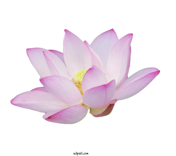 Free Flowers Sacred Lotus Close Up Petal For Lotus Flower Clipart Transparent Background