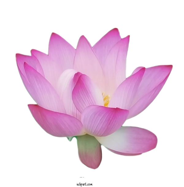 Free Flowers Sacred Lotus Herbaceous Plant Close Up For Lotus Flower Clipart Transparent Background