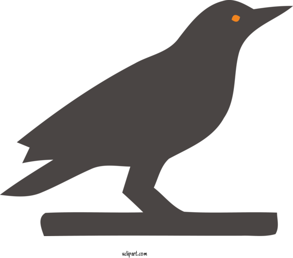 Free Holidays American Crow Birds Common Raven For Halloween Clipart Transparent Background
