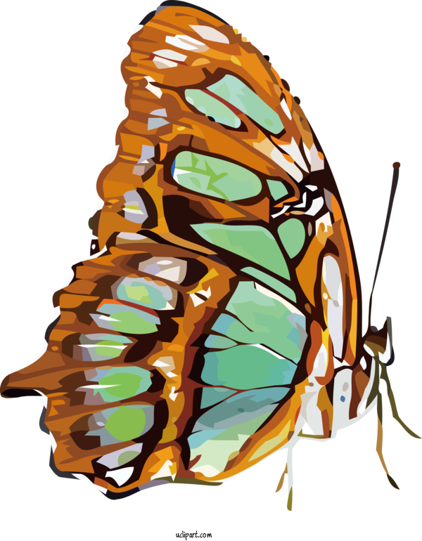 Free Animals Butterflies Design Lacrosse For Butterfly Clipart Transparent Background