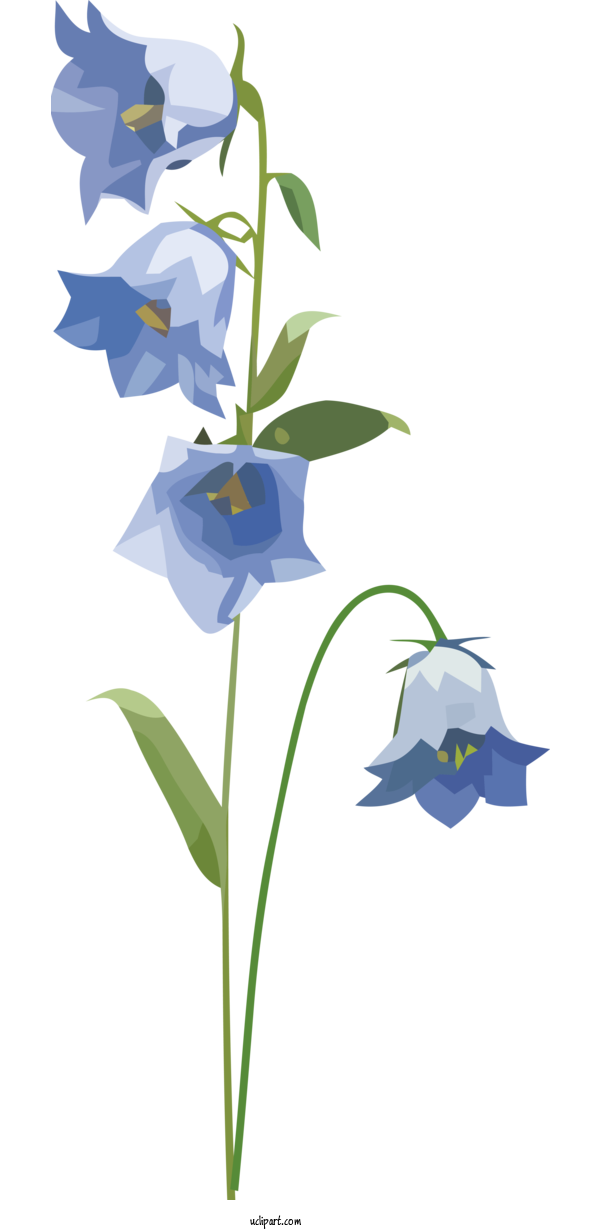 Free Flowers Plant Stem Bellflower Family Floral Design For Flower Clipart Clipart Transparent Background