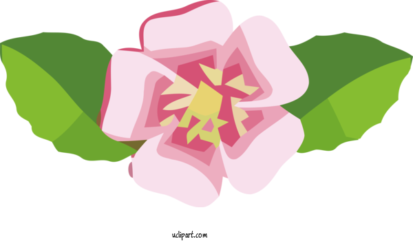 Free Flowers Mallows Plant Stem Floral Design For Flower Clipart Clipart Transparent Background