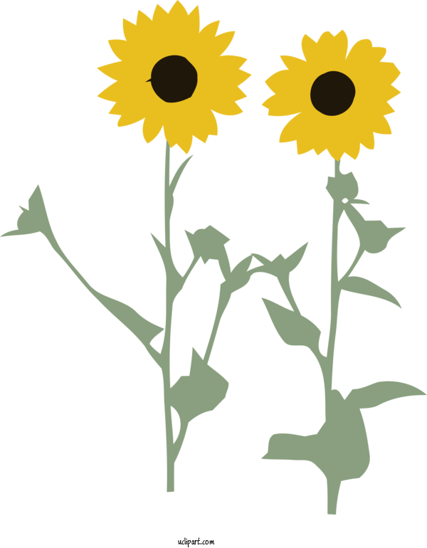 Free Flowers Plant Stem Daisy Family Sunflower Seed For Flower Clipart Clipart Transparent Background