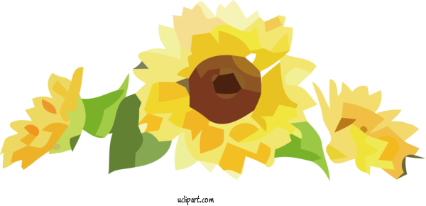 Free Flowers Floral Design Daisy Family Sunflower Seed For Flower Clipart Clipart Transparent Background