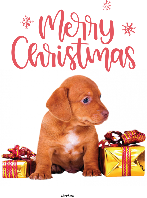 Free Holidays Dog Gift Birthday For Christmas Clipart Transparent Background