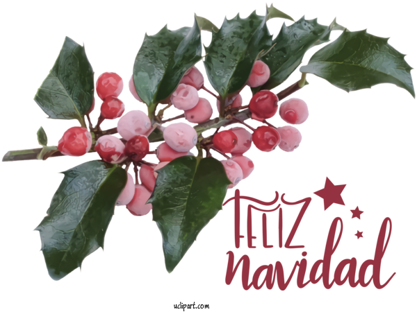 Free Holidays Common Holly Japanese Holly Yaupon Holly For Christmas Clipart Transparent Background