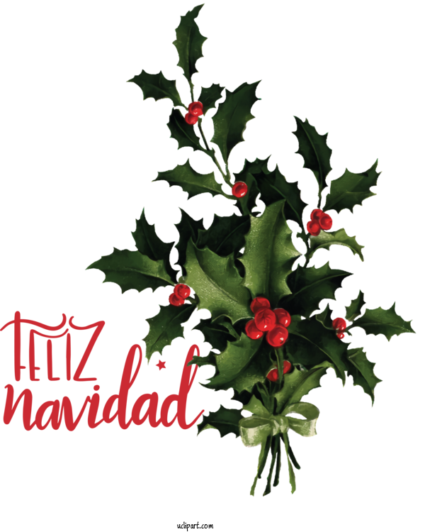 Free Holidays Holly Aquifoliales Flower For Christmas Clipart Transparent Background