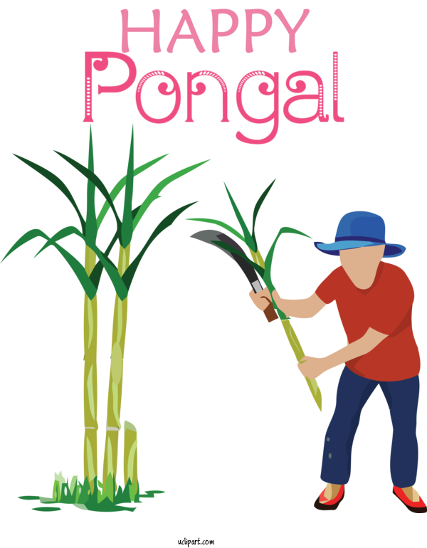 Free Holidays Sugarcane Sugarcane Juice Royalty Free For Pongal Clipart Transparent Background