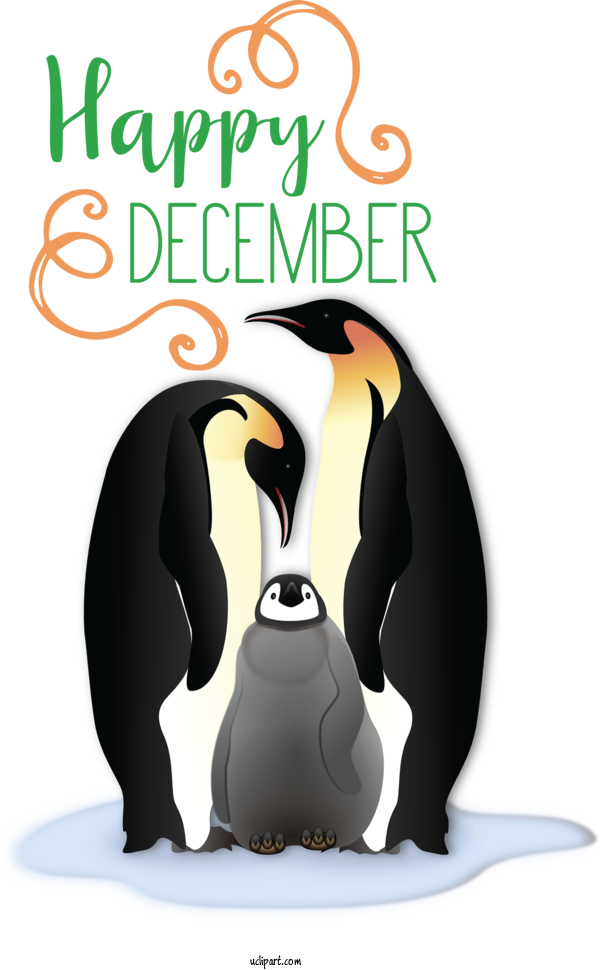 Free Nature King Penguin Birds Penguins For Winter Clipart Transparent Background