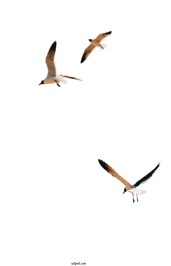 Free Animals Birds Bird Migration Gull For Bird Clipart Transparent Background