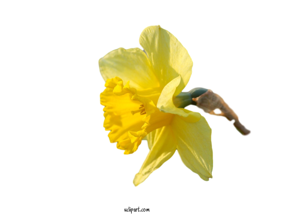 Free Flowers Plant Stem Daffodil Canna For Flower Clipart Clipart Transparent Background