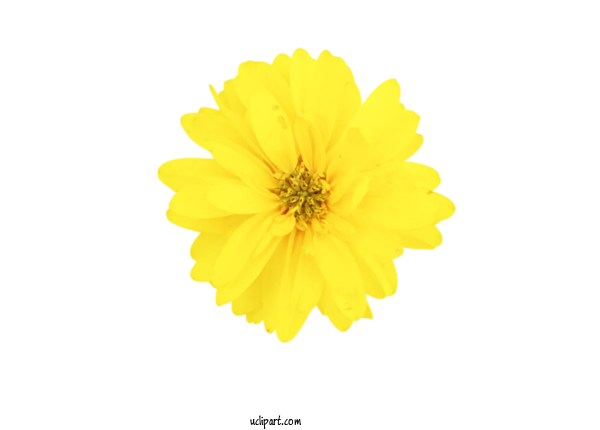 Free Flower Clipart Daisy Family Cut Flowers Petal For Flowers Clipart Transparent Background
