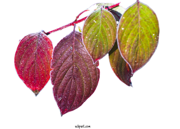 Free Nature Leaf Commodity Fruit For Leaf Clipart Transparent Background
