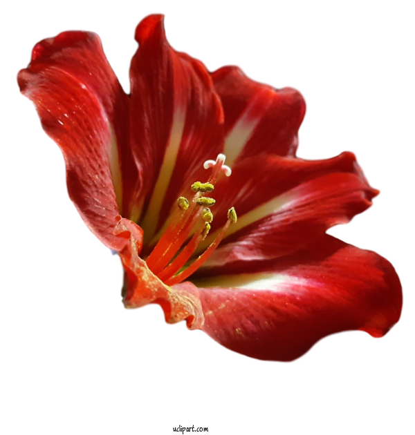 Free Flowers Lily Petal Flower For Flower Clipart Clipart Transparent Background