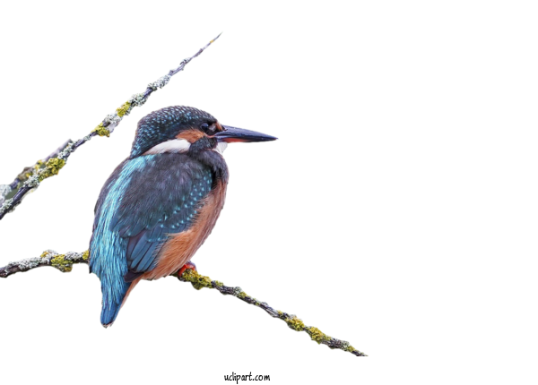 Free Animals Coraciiformes Beak Wildlife For Bird Clipart Transparent Background