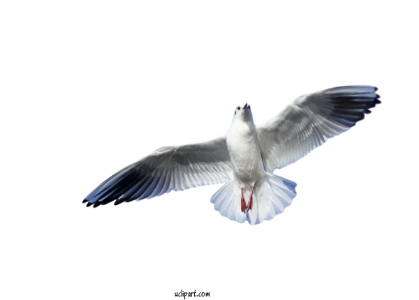 Free Animals Shorebirds Gull Beak For Bird Clipart Transparent Background
