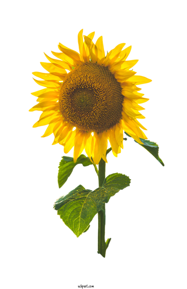 Free Flowers Common Sunflower Perennial Sunflower Sunflower Seed For Flower Clipart Clipart Transparent Background