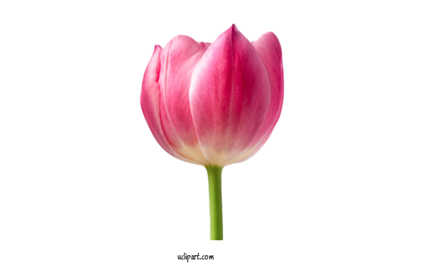 Free Flowers Tulip Pink Flower For Flower Clipart Clipart Transparent Background
