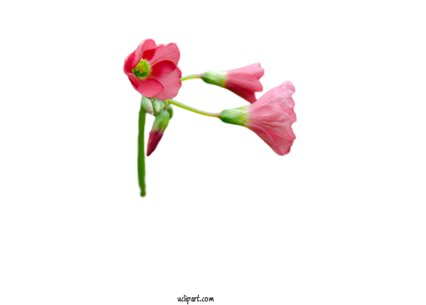 Free Flowers Plant Stem Cut Flowers Tulip For Flower Clipart Clipart Transparent Background