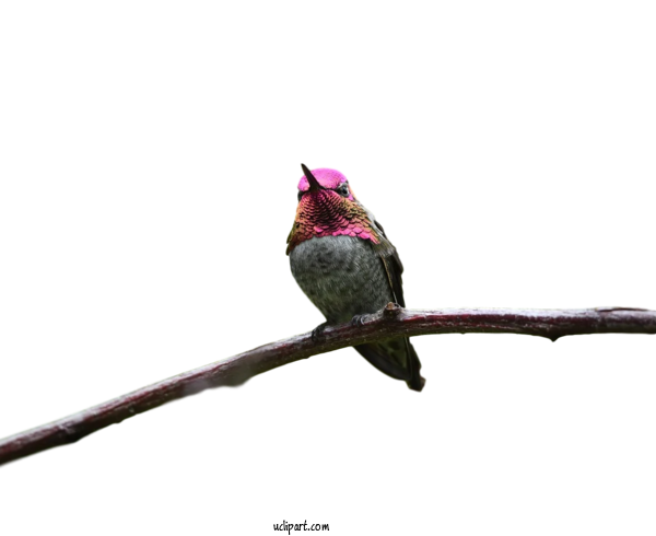 Free Animals Hummingbirds Cuckoos Twig For Bird Clipart Transparent Background