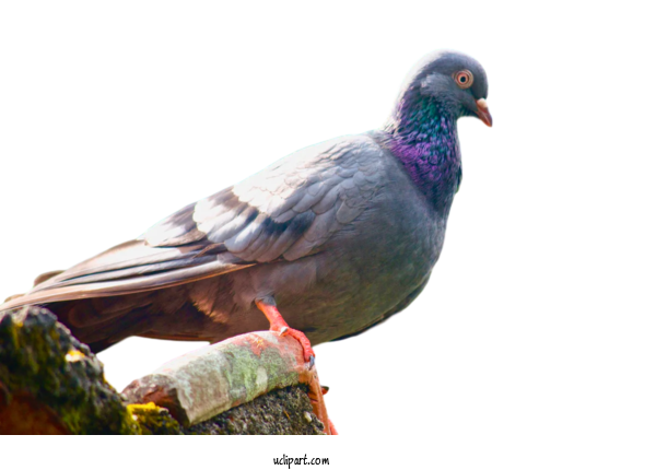 Free Animals Columbidae Stock Dove Beak For Bird Clipart Transparent Background