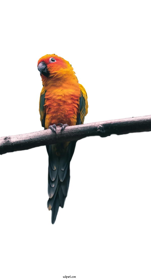 Free Animals Budgerigar Macaw Loriini For Bird Clipart Transparent Background